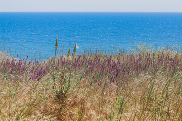 Purple heather on the shore, flowers against the sea