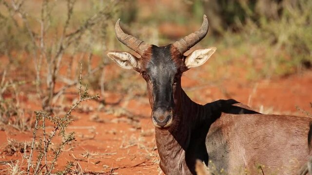 Portrait of a tsessebe antelope (Damaliscus lunatus) ruminating while resting on the ground, South Africa