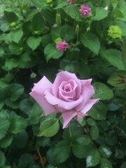 pink rose in garden