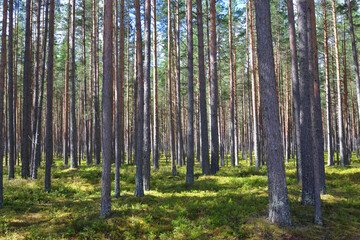 Fototapeta premium Pine forest at summer.