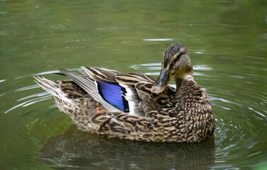 duck in the water