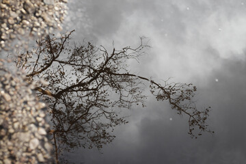 Reflection of tree in winter on water.