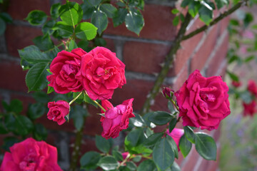 レンガの壁と赤いバラ