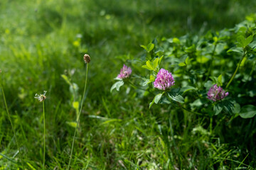 pink clover flowers in the grass