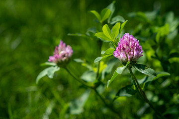 pink cosmos flower