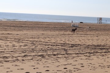 Fototapeta na wymiar dogs running on the beach after a ball
