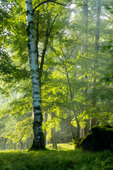 morning in the forest with sunbeam camp