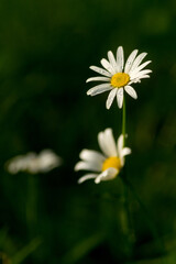 flower in the rain at Komaideike