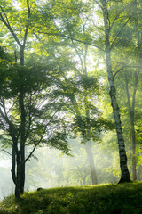 Obraz premium morning in the forest with sunbeam camp