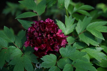 Purple Flower of Peony in Full Bloom
