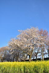 青空に生える桜と菜の花