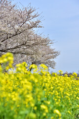 桜と菜の花