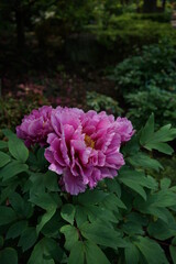 Pink Flower of Peony in Full Bloom
