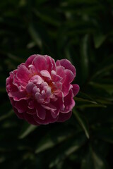 Fototapeta premium Pink Flower of Peony in Full Bloom 