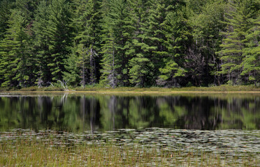 Obraz premium Reflections of sunlit green trees in a glassy pond in Haliburton Ontario