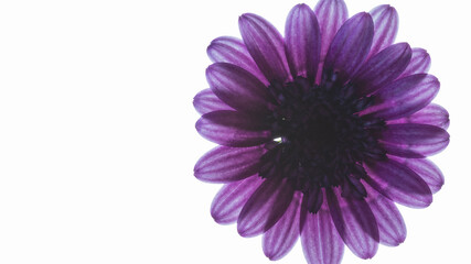 白を背景に光が透過する紫の花びら