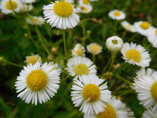 white wild flowers  daisies or bellis close-up on a meadow on a summer day © annet