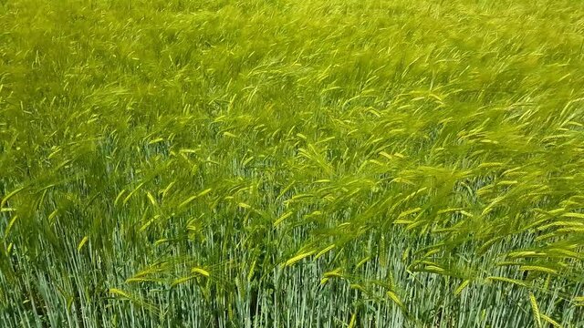 Barley field moving in the wind for natural backgound, Hordeum vulgare or Gerste