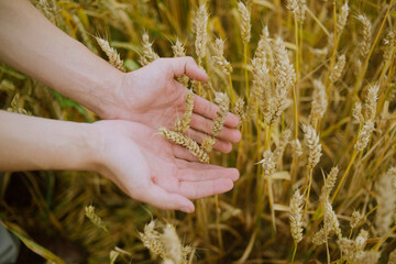 Fototapeta na wymiar Male hand holding a golden wheat ear in the wheat field. A man's hand gently touches the wheat.