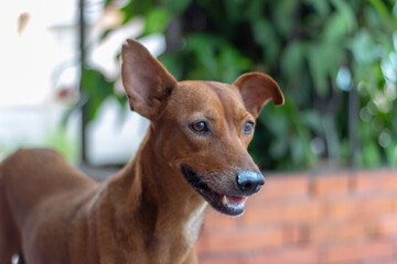 close up of a dog