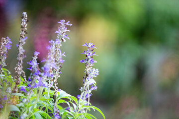 Obraz premium purple flowers in the garden