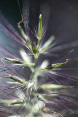 The Chinese fountain grass is Poaceae perennial weed and has brush-shaped ears.