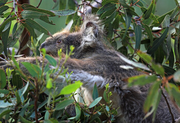 Naklejka premium Koala in green - Kennett River, Victoria, Australia