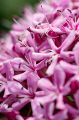 カノコソウの花