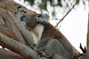 Koala in left profile  - Kennett River, Victoria, Australia