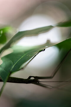 A somewhat abstract view of a female northern walkingstick using mimicry and camouflage to blend into its environment.