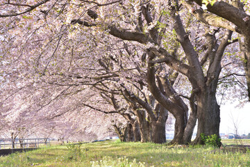 桜並木を散歩