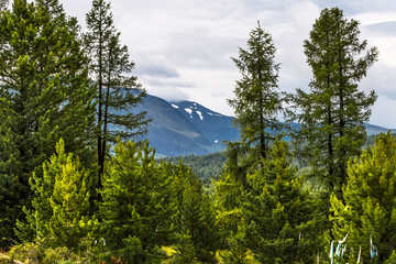Fototapeta premium Ulagan pass. Mountain Altai