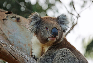 Koala watching - Kennett River, Victoria, Australia