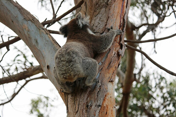Obraz premium Koala climbing up the tree - Kennett River, Victoria, Australia