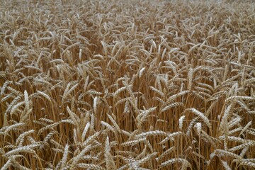 The background is a wheat field of mature ears prone to the ground.