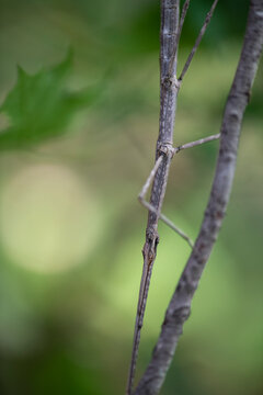 A female northern walkingstick using mimicry and camouflage to blend into its environment.