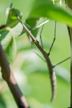 A female northern walkingstick using mimicry and camouflage to blend into its environment.