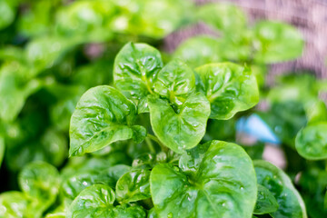 Fresh green Brazilian spinach plant