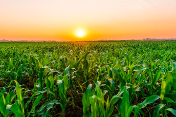 Sunset above the corn field