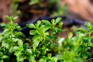 Fototapeta na wymiar Stevia tree plant
