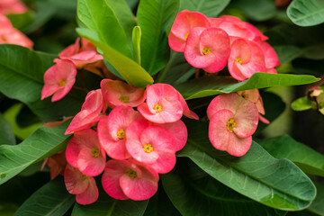 Obraz premium crown of thorns red flower