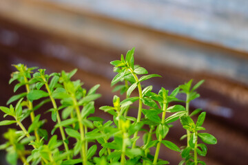 Limnophila aromatica green fresh leaves