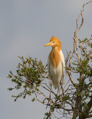 Cattle Egret