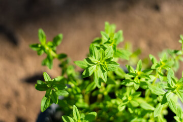 Limnophila aromatica green fresh leaves