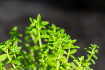 Limnophila aromatica green fresh leaves