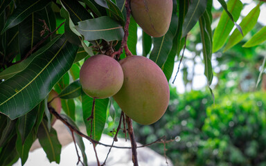 Photograph of two Tommy Atkins mangoes in Valle del Cauca Colombia
