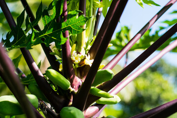 Papaya tree, purple leaf stem