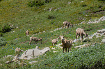 flock of bighorn sheep in the mountains