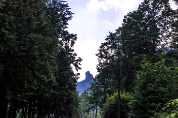 The scenic view of green deep woods valley landscape   in early spring.