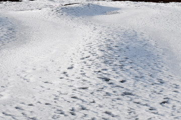The frozen sea covered with snow.